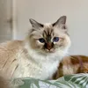 piepaillette