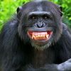 monkey_77