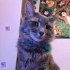 bluesyboo