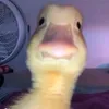 giankarlqt