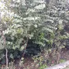 hamedsarsiyane
