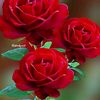 user8882747434034