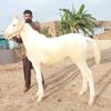 gondal786gondal2