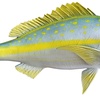 yellowsnapper