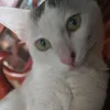 thaibaone203