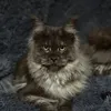 coonjangles