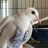 birdshaped