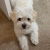 rosietheqmaltipoo