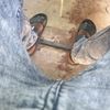 tecomodisescarsda