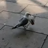 therealseagull