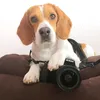 jessiderbeagle