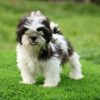123doglover6