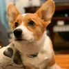 shakespearethecorgi