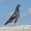 حمام حرب مادبا
