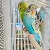 mouhamadoul.bachir6