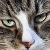 .cat_daddy