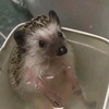 pups_hedgehog