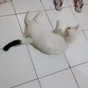 Nemo