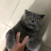 ikitmeo