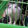 esjoger
