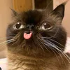 tamii_006