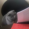 animalplanet247