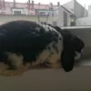 rabbitqueeen