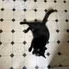blacursed