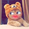 pipellgabut