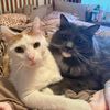 2_fat_cats
