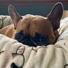 frenchbulldog216