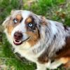 appletreeminiaussies