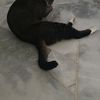 mycatisuglyyy