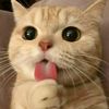 memeow666