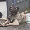 bozkurrrrttt