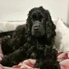 lolita.cocker.spaniel