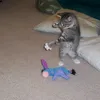 screee333