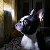 ruby_lola_shadow