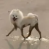 lemyrofficial