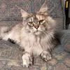 marniethemainecoon