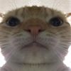 staringcat46