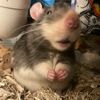 ratdandy