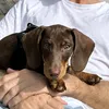 archie_minidachshund