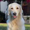 socalgolden