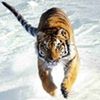 siberbronze