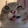 tam.magic0