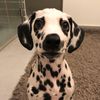 dalmatiannora