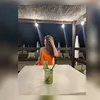 elenqq18