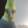 ghwali1