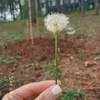 haiphuongnie